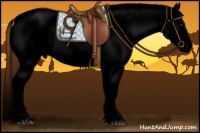 Horse Color:Void Bay Roan Dun Appaloosa 