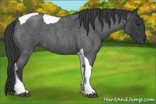 Horse Color:Blue Roan Tobiano