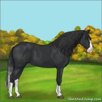 Horse Color:Black Splash 