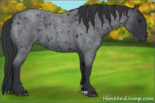 Horse Color:Blue Roan 