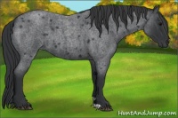 Horse Color:Blue Roan 