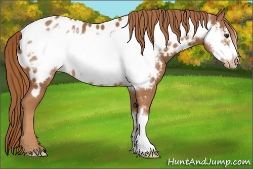 Horse Color:Chestnut Frame Appaloosa 