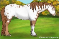 Horse Color:Chestnut Frame Appaloosa