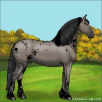 Horse Color:Void White Spotted Grullo 