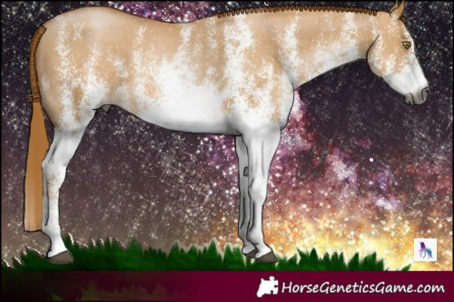 Horse Color:Gray White Spotted Red Dun Pearl Brindle