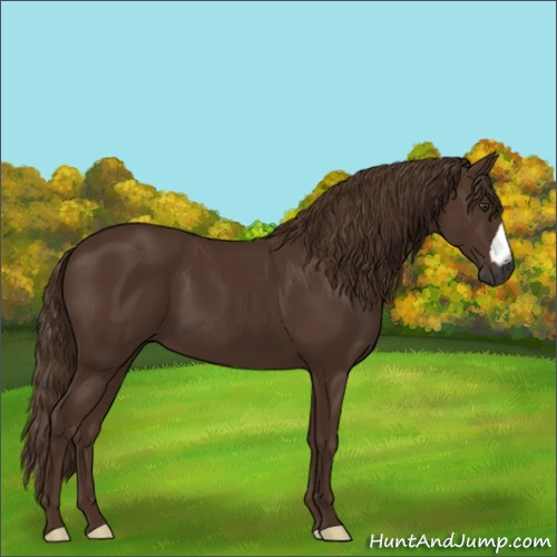 Horse Color:Gray Chestnut 