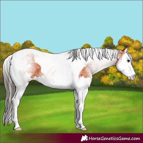 Horse Color:White Spotted Bay Splash Tobiano 