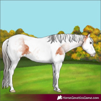 Horse Color:White Spotted Bay Splash Tobiano 