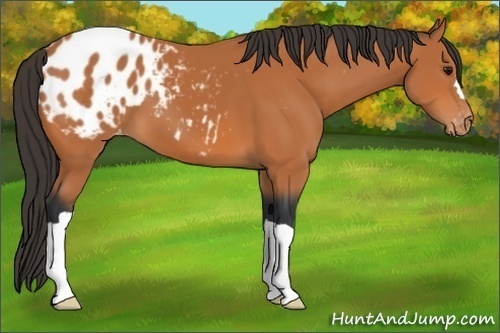 Horse Color:Bay Appaloosa 