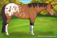 Horse Color:Bay Appaloosa 