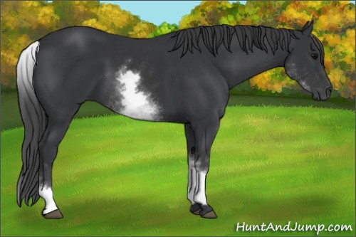 Horse Color:White Spotted Black