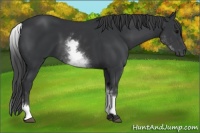 Horse Color:White Spotted Black