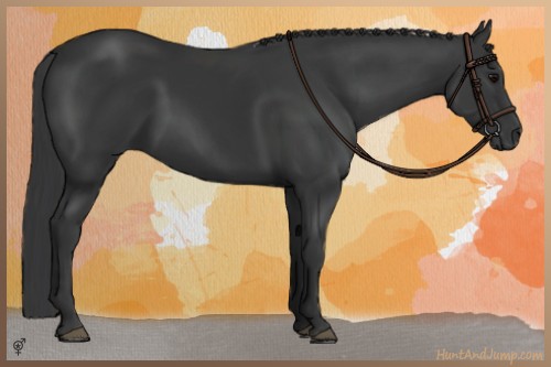 Horse Color:Black 
