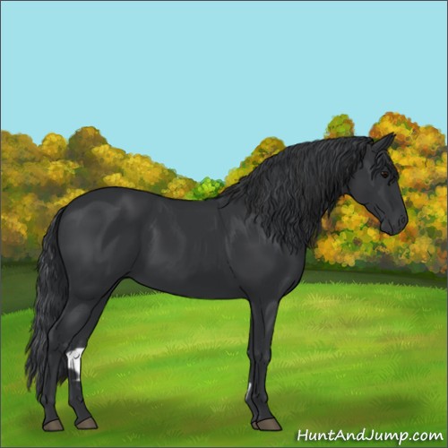 Horse Color:Black 