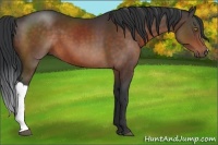 Horse Color:Brown 