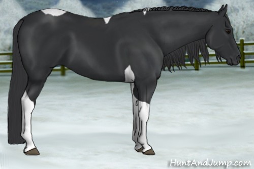 Horse Color:Black Tobiano 
