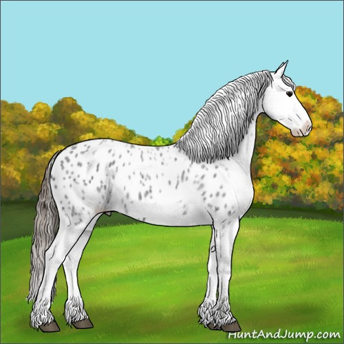 Horse Color:White Spotted Blue Roan Splash Frame Appaloosa 