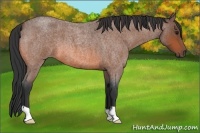 Horse Color:Bay Roan 