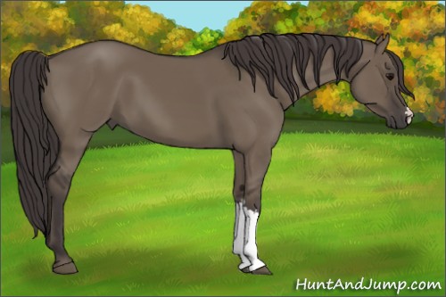 Horse Color:Smoky Grullo