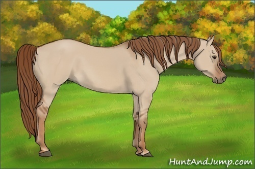Horse Color:Red Dun 