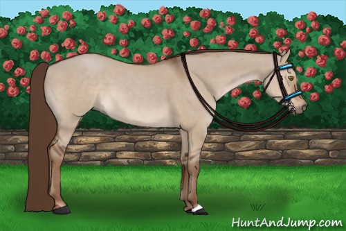 Horse Color:Liver Red Dun