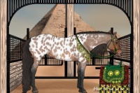 Horse Color:Bay Roan Near Leopard 