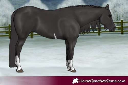 Horse Color:Smoky Black Tobiano