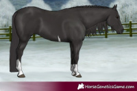 Horse Color:Smoky Black Tobiano 