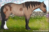 Horse Color:Bay Rabicano  and Bay Dun Rabicano 