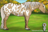 Horse Color:Silver Smoky Grullo Near Leopard 