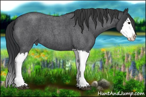 Horse Color:Blue Roan Splash 