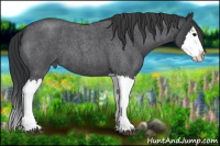 Horse Color:Blue Roan Splash 