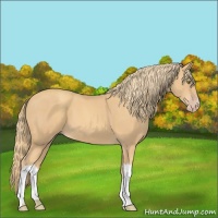 Horse Color:Gold Champagne 