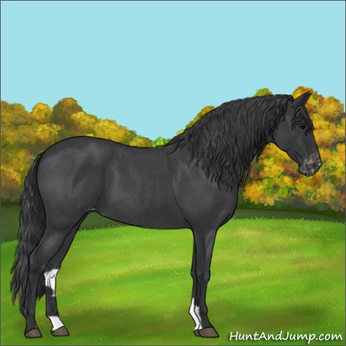 Horse Color:Blue Roan Appaloosa