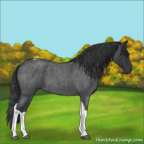 Horse Color:Blue Roan Tobiano 