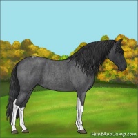 Horse Color:Blue Roan Tobiano 