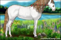 Horse Color:White Spotted Chestnut 