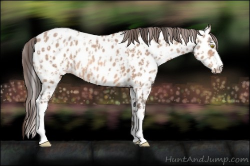 Horse Color:Amber Champagne Appaloosa  and Amber Champagne Appaloosa 