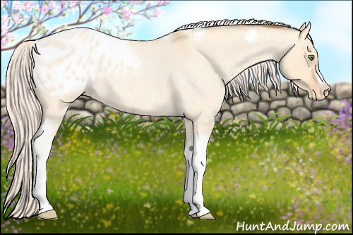 Horse Color:Silver Amber Champagne Roan Dun Splash Tobiano Frame Appaloosa Rabicano 