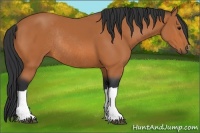 Horse Color:Bay Rabicano 