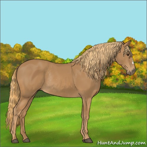 Horse Color:Chestnut Rabicano