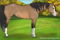 Horse Color:Bay Dun Splash 