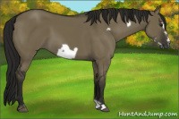 Horse Color:Gray Smoky Grullo Frame 