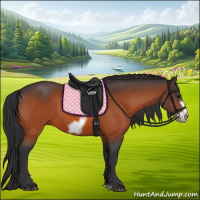 Horse Color:Bay Frame 