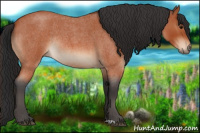 Horse Color:Bay Roan Rabicano