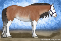 Horse Color:Bay Splash Rabicano