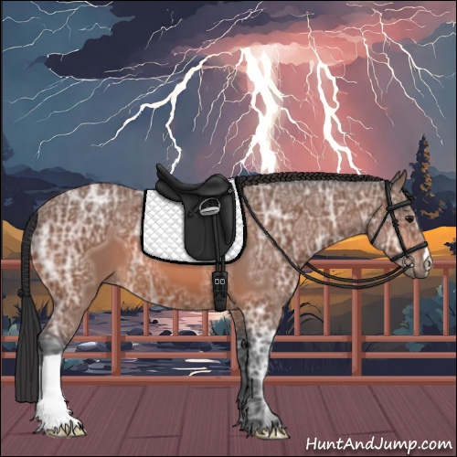Horse Color:Bay Ice 