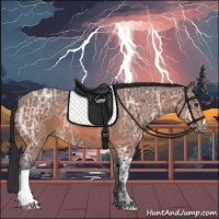 Horse Color:Bay Ice 