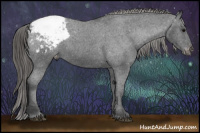 Horse Color:Black Appaloosa