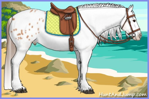 Horse Color:Bay Roan Tobiano Blanket Rabicano 